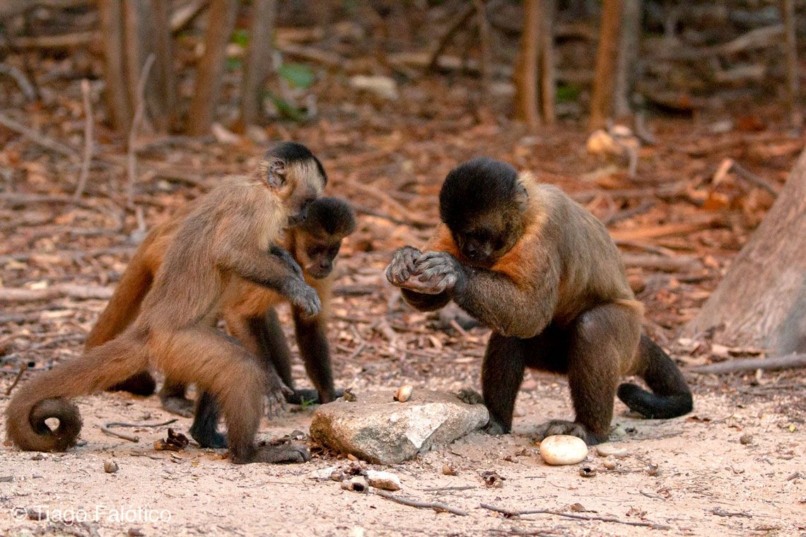 Pesquisadores apontaram que os macacos passaram o conhecimento artefatual um para o outro, de modo cultural